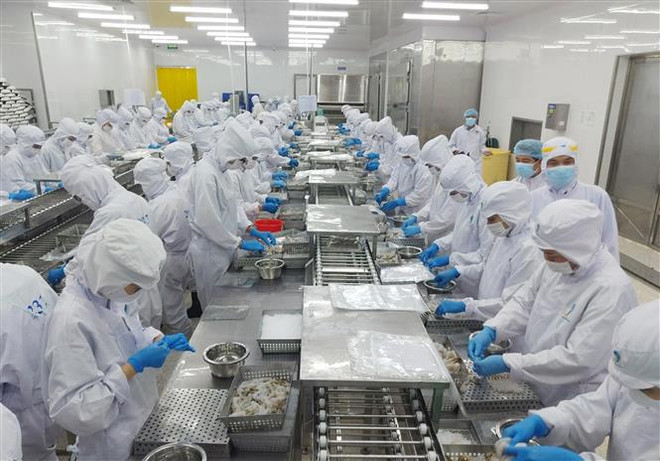 Chế biến tôm xuất khẩu tại Bạc Liêu. (Ảnh: TTXVN phát) Lưu ý doanh nghiệp khi xuất khẩu sang khu vực Bắc Âu ảnh 1