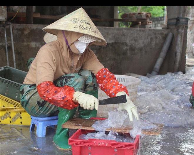 Công nhân sơ chế sứa. (Ảnh: Trịnh Duy Hưng/TTXVN) Thanh Hóa: Ngư dân Hoằng Trường phấn khởi vươn khơi hái 'vàng trắng' ảnh 2