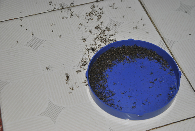 16.000 người dân tại Hà Nội khốn khổ sống chung với... muỗi ảnh 2