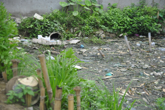 16.000 người dân tại Hà Nội khốn khổ sống chung với... muỗi ảnh 3