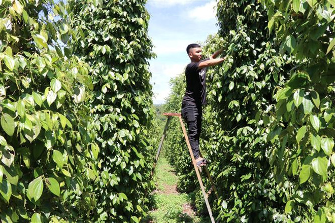 Nông dân tại Gia Lai chăm sóc vườn tiêu. (Ảnh: Hồng Điệp/TTXVN) Nông sản Việt ra thị trường thế giới: Nâng cao năng lực thích ứng ảnh 1