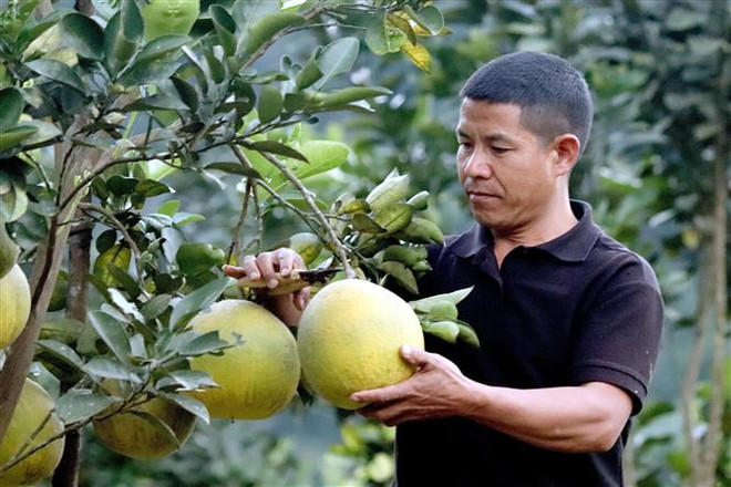 Nông sản Việt ra thị trường thế giới: Gia tăng hàng rào phi thuế quan ảnh 2
