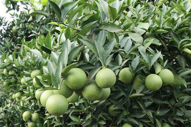 (Ảnh minh họa: Nguyễn Cường/TTXVN) Nâng cao chất lượng hàng hóa, thúc đẩy xuất khẩu sang Trung Quốc ảnh 1