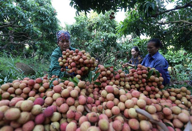 Nông dân Huyện Lục Ngạn (Bắc Giang) thu hoạch vải thiều chính vụ xuất khẩu. (Nguồn: TTXVN) Nông sản Việt ra thị trường thế giới: Nâng cao năng lực thích ứng ảnh 2