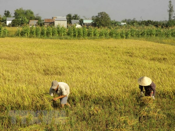 Nhật Bản sẵn sàng hợp tác nâng cao thương hiệu cho gạo Việt Nam ​ ảnh 1