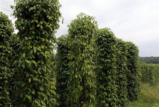 Thị trường nông sản trong tuần qua: Hồ tiêu quay đầu tăng giá ảnh 1