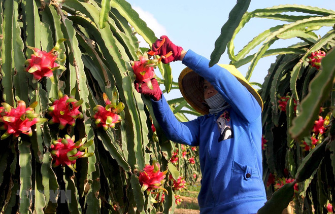 Thúc đẩy xuất khẩu nông sản qua cộng đồng doanh nhân người Việt ở Mỹ ảnh 1