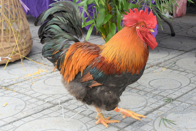 Xây dựng thương hiệu OCOP Quảng Ninh đủ mạnh hướng tới xuất khẩu ảnh 2