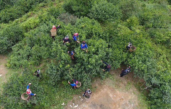 Người dân xã Túng Sán, huyện Hoàng Su Phì (Hà Giang) thu hái chè shan tuyết. (Ảnh: Nguyễn Chiến/TTXVN) OCOP tạo nên chuỗi giá trị sản phẩm nông nghiệp của Hà Giang ảnh 1