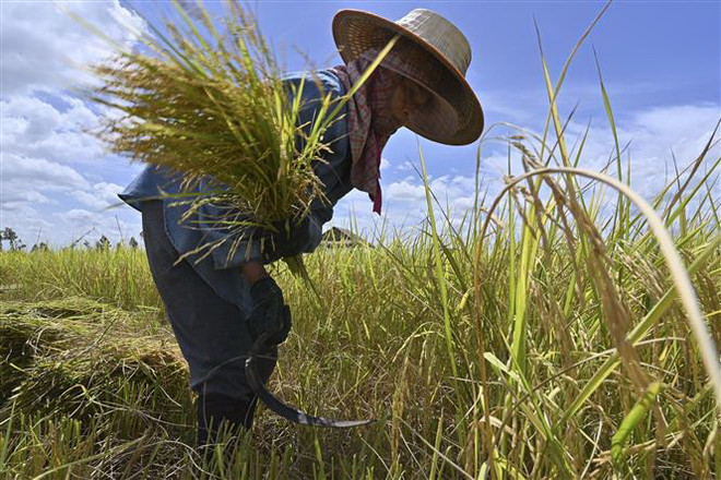 Nông dân thu hoạch lúa tại tỉnh Ayutthaya, Thái Lan. (Ảnh: AFP/TTXVN) WMO: Nhiệt độ toàn cầu sẽ đạt kỷ lục mới trong 5 năm tới ảnh 1