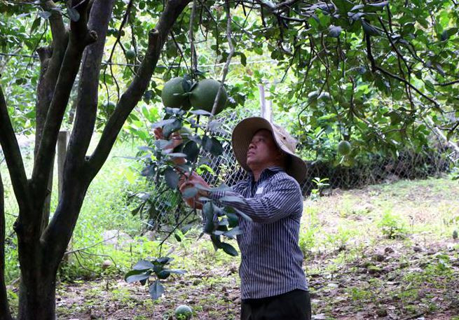 Ninh Thuận: Bưởi Phước Bình được cấp mã số xuất khẩu sang Hoa Kỳ ảnh 2