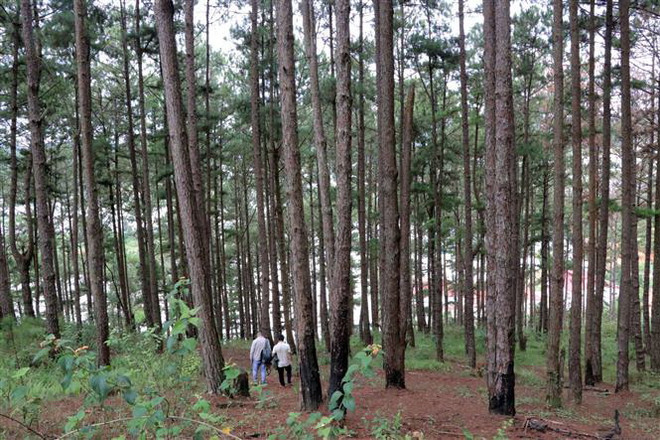 Sau phản ánh của TTXVN, Lâm Đồng xử lý vụ 'thông già bị đầu độc' ảnh 1