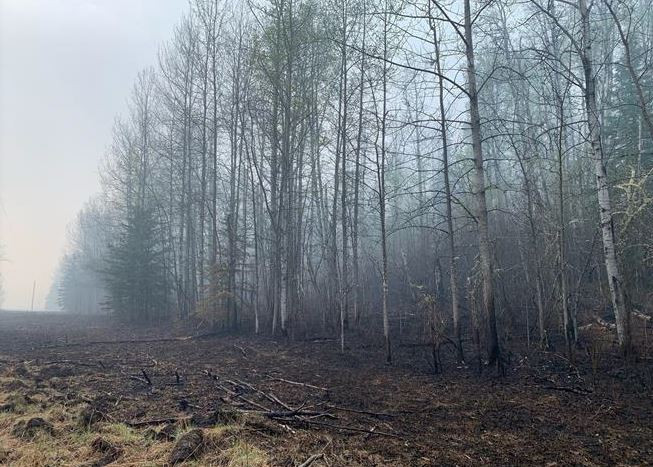 Phát triển ứng dụng AI trong đối phó với cháy rừng ở Canada ảnh 1