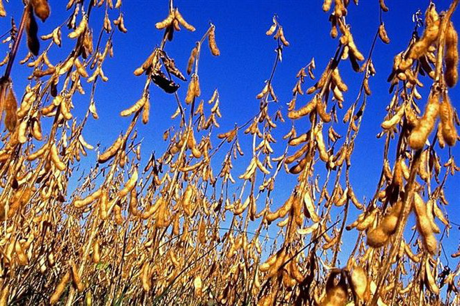 Giới chức Mỹ: Trung Quốc thực hiện thỏa thuận đình chiến thương mại ảnh 1