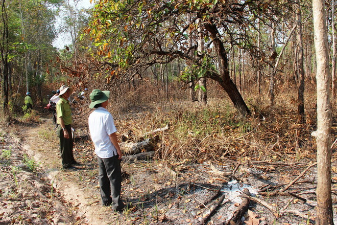 Cháy rừng phòng hộ ở Yên Bái, chưa thống kê được thiệt hại ảnh 1