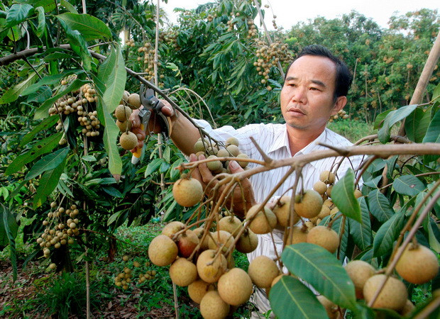 Việt Nam có thể được xuất khẩu nhãn tươi sang Australia từ năm 2019 ảnh 1