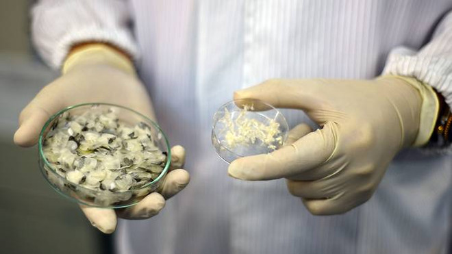 Phát hiện công dụng chữa lành vết thương của collagen trong vảy cá ảnh 1