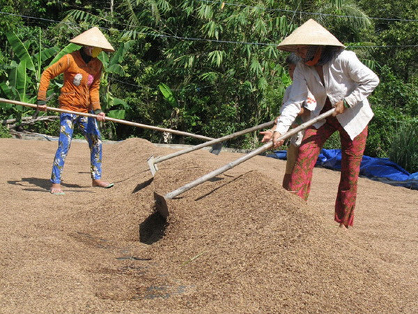 Giá lúa nhích lên nhờ hoạt động thu mua tạm trữ vụ Đông Xuân ảnh 1