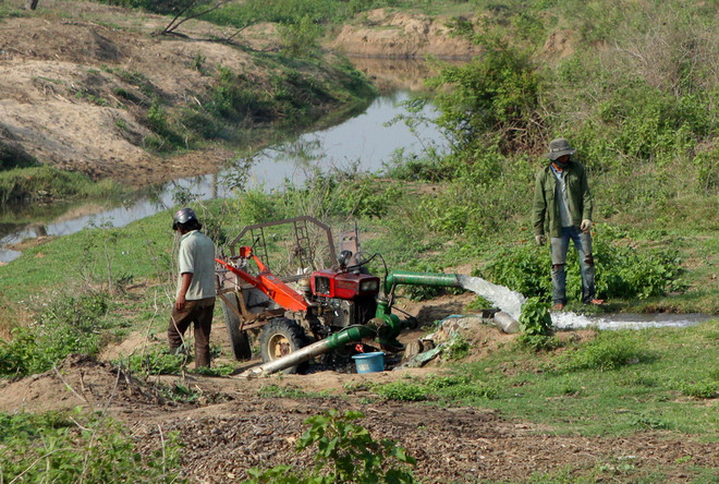 Hàng chục nghìn hécta cây trồng "ngắc ngoải" trong cơn đại hạn ảnh 1
