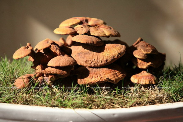 Nấm linh chi bonsai - biểu tượng của sự trường thọ, tài lộc ảnh 1