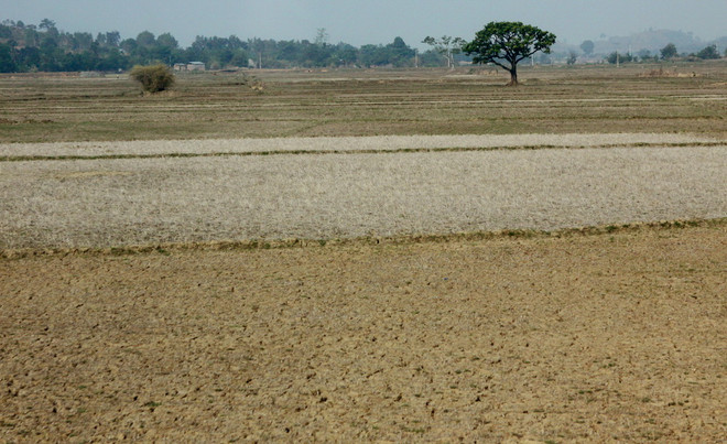 Hàng chục nghìn hécta cây trồng "ngắc ngoải" trong cơn đại hạn ảnh 2