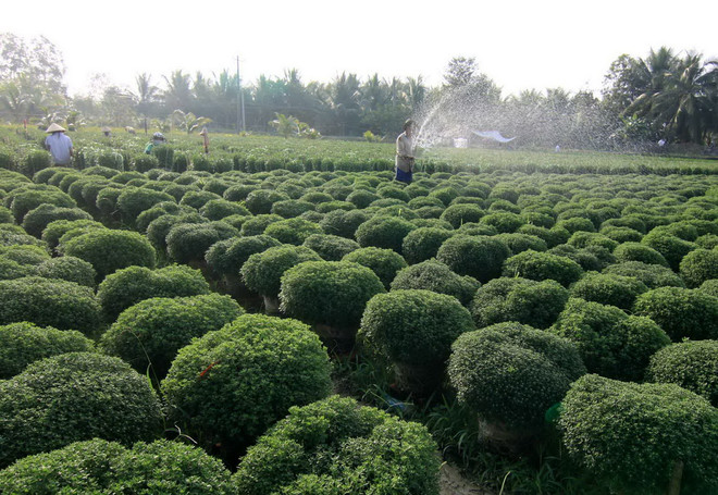 Người dân ĐBSCL giàu lên nhờ đồng thuận xây dựng nông thôn mới ảnh 1