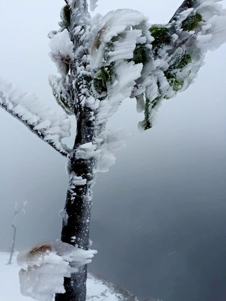 Băng giá bao phủ một số đỉnh núi ở Mù Cang Chải địa phận Yên Bái ảnh 2