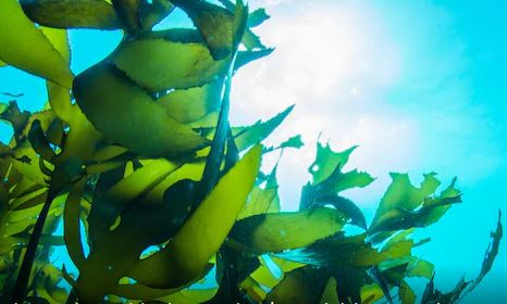 Israel phát triển phương pháp thu hoạch dòng điện từ rong biển ảnh 1