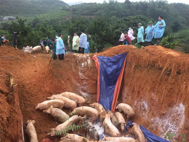 Thành phố Hồ Chí Minh ứng phó khẩn cấp với dịch tả lợn châu Phi ảnh 2