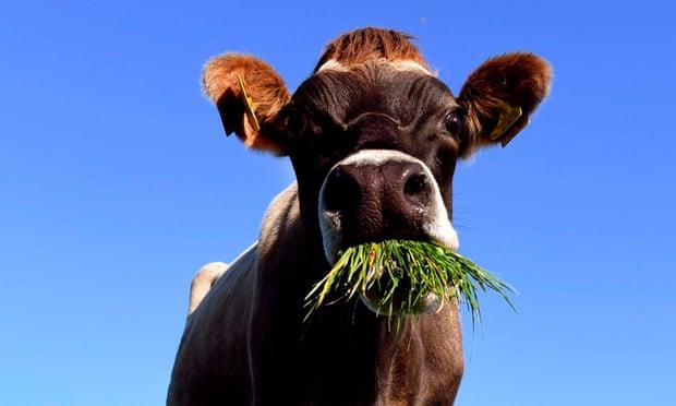 New Zealand đặt mục tiêu xây dựng nền kinh tế không khí thải ảnh 1