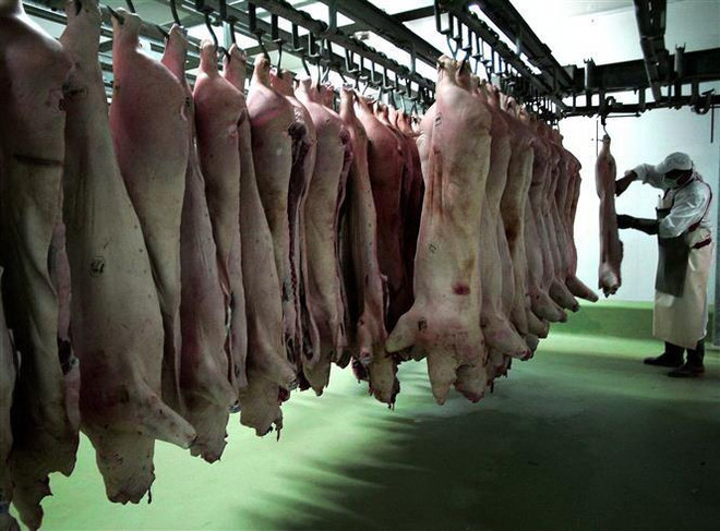 Bulgaria bùng phát hai đợt dịch tả lợn châu Phi trong 3 ngày ảnh 1