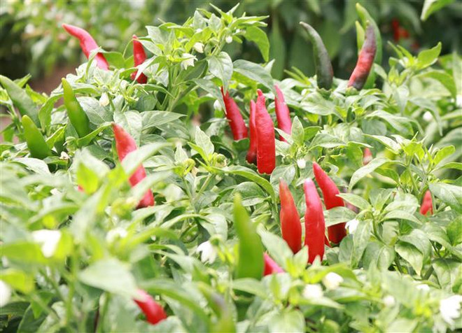 Giá ớt ở Ninh Thuận liên tục tăng cao trong những tuần qua ảnh 1