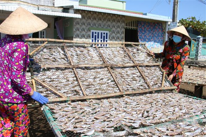 Các hộ sản xuất cá khô ở làng nghề truyền thống chế biến cá khô Bình Thắng, huyện Bình Đại, tỉnh Bến Tre. (Ảnh: Công Trí/TTXVN) Phát triển du lịch làng nghề ở Nam Bộ: Tạo sức sống mới ảnh 2