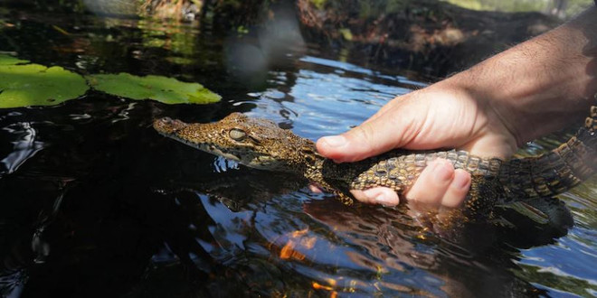 Nỗ lực đưa cá sấu quý hiếm ở Cuba thoát khỏi bờ vực tuyệt chủng ảnh 1