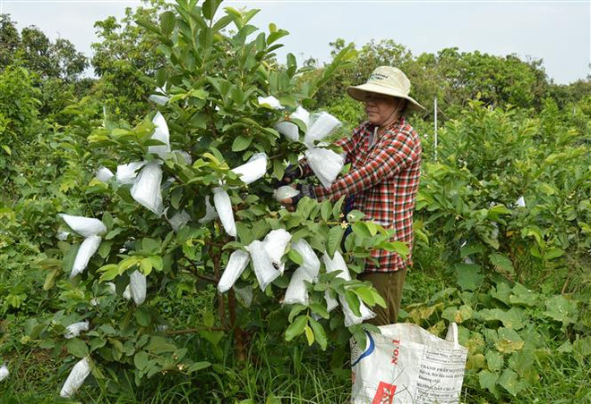 Mã số vùng trồng: Chìa khóa mở cửa nông sản ra thế giới ảnh 2