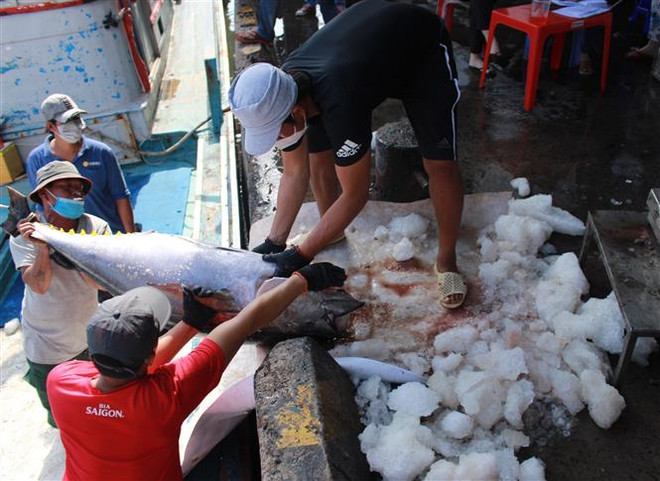 Xuất khẩu cá ngừ nhiều biến động trong 8 tháng năm 2022 ảnh 2