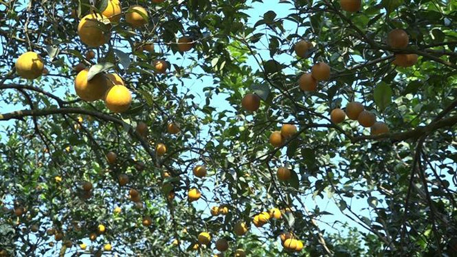 Mã số vùng trồng: Chìa khóa mở cửa nông sản ra thế giới ảnh 1