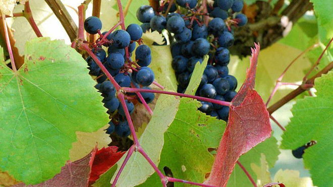 Các doanh nghiệp Bolivia thúc đẩy dự án trồng nho tại bán đảo Crimea ảnh 1