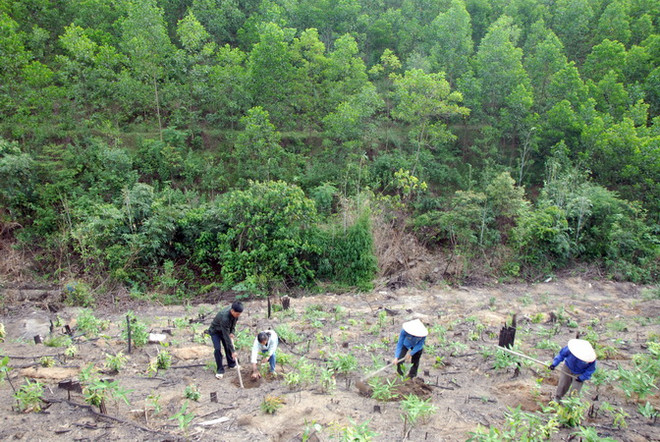 Tổng diện tích che phủ rừng trên đảo Phú Quý đạt hơn 800ha ảnh 1