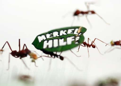 Nửa triệu con kiến "kêu gọi" bà Merkel thúc đẩy bảo vệ rừng Amazon ảnh 1