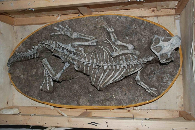 [Photo] Dân Trung Quốc đổ xô tranh cướp trứng khủng long hóa thạch ảnh 3