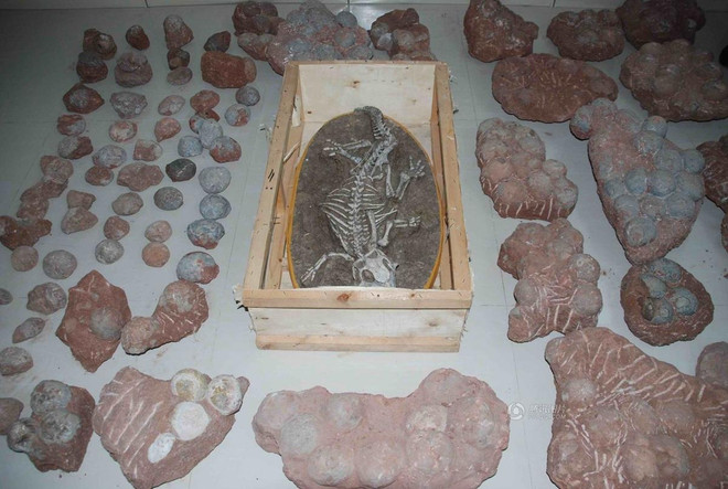 [Photo] Dân Trung Quốc đổ xô tranh cướp trứng khủng long hóa thạch ảnh 2