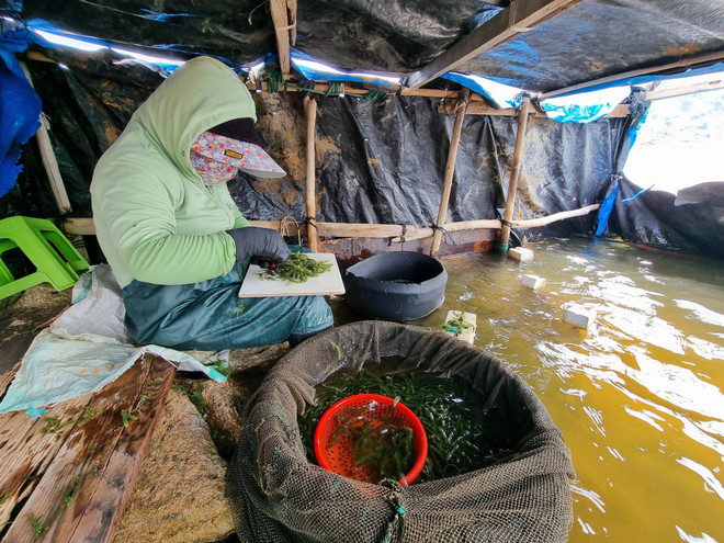 Thu hoạch rong nho tạo việc làm thời vụ cho người dân xã Cà Ná, huyện Thuận Nam, tỉnh Ninh Thuận. (Ảnh: Nguyễn Thành/TTXVN) ttxvn_rong_nho_2.jpg