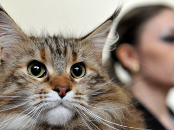 Dell lên tiếng vì laptop bốc mùi… nước tiểu mèo ảnh 1