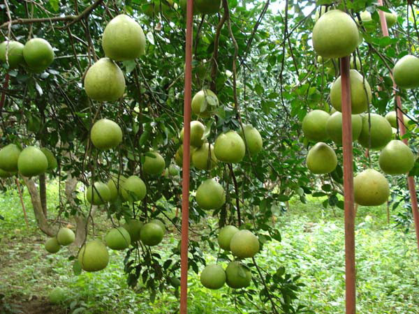 Ứng dụng thành công công nghệ hạt nhân trong trồng bưởi ảnh 1