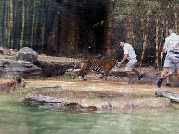 Hổ tấn công trọng thương chính thầy giáo dạy mình ảnh 1