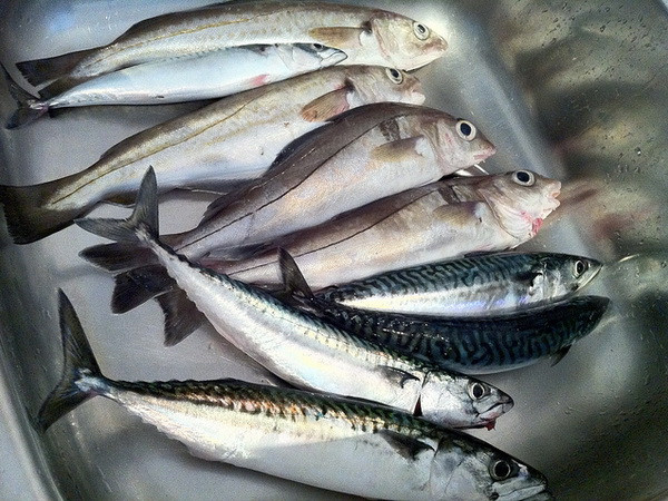 Liên minh châu Âu có thể cấm nhập khẩu cá từ Campuchia ảnh 1