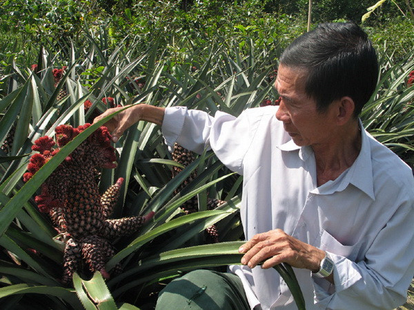 Dứa cảnh - Nguồn thu nhập dịp Tết của nông dân Tiền Giang ảnh 1