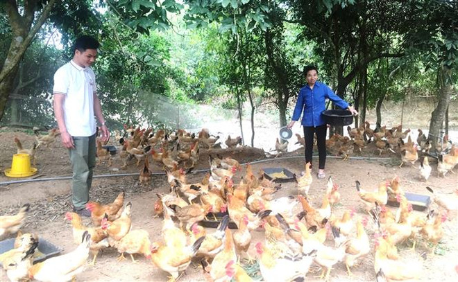 Chàng thanh niên 9X quyết chí làm giàu trên vùng đồi cằn khô ảnh 1