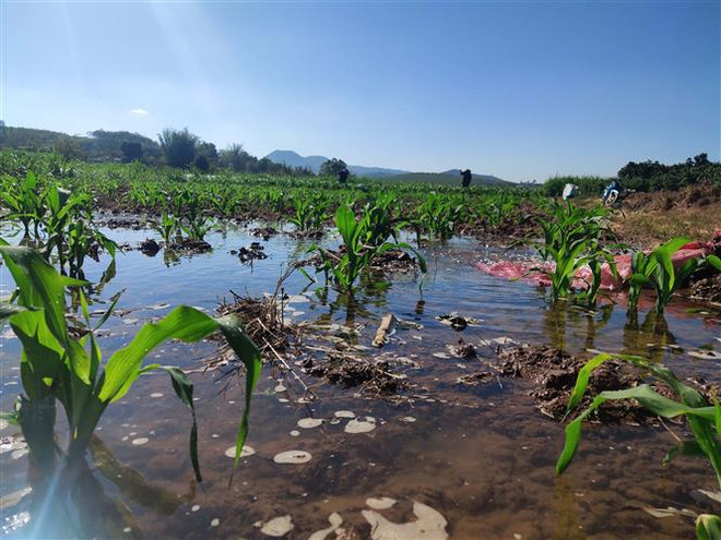 Không lập Đề án xây dựng cơ sở dữ liệu đất đai tại 5 tỉnh Tây Nguyên ảnh 1